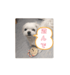 実家のコロンちゃん1（個別スタンプ：6）
