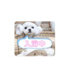 実家のコロンちゃん1（個別スタンプ：7）