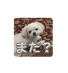実家のコロンちゃん1（個別スタンプ：8）