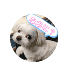 実家のコロンちゃん1（個別スタンプ：9）