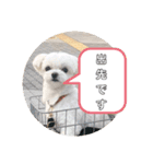 実家のコロンちゃん1（個別スタンプ：11）