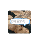 実家のコロンちゃん1（個別スタンプ：12）