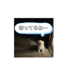 実家のコロンちゃん1（個別スタンプ：13）