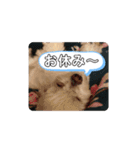 実家のコロンちゃん1（個別スタンプ：15）