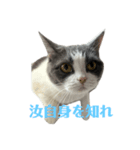 哲学的ハナコ（個別スタンプ：1）