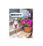 シーズーのもぐとにこ 365日スタンプ（個別スタンプ：15）