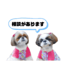 シーズーのもぐとにこ 365日スタンプ（個別スタンプ：34）