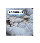 シーズーのもぐとにこ 365日スタンプ（個別スタンプ：38）