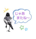 早歩き鳥のハクセキレイ5（去り際の…！）（個別スタンプ：1）