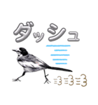 早歩き鳥のハクセキレイ5（去り際の…！）（個別スタンプ：6）