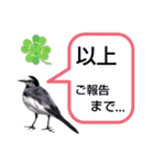 早歩き鳥のハクセキレイ5（去り際の…！）（個別スタンプ：12）