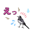 早歩き鳥のハクセキレイ5（去り際の…！）（個別スタンプ：16）