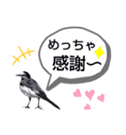 早歩き鳥のハクセキレイ5（去り際の…！）（個別スタンプ：20）