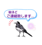 早歩き鳥のハクセキレイ5（去り際の…！）（個別スタンプ：28）