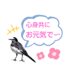 早歩き鳥のハクセキレイ5（去り際の…！）（個別スタンプ：32）