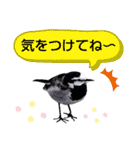 早歩き鳥のハクセキレイ5（去り際の…！）（個別スタンプ：34）