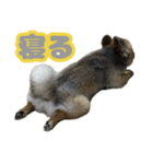 うちで飼ってる犬と鹿スタンプ（個別スタンプ：2）