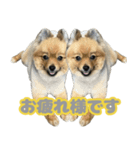 うちで飼ってる犬と鹿スタンプ（個別スタンプ：4）