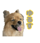 うちで飼ってる犬と鹿スタンプ（個別スタンプ：5）