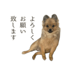 うちで飼ってる犬と鹿スタンプ（個別スタンプ：10）
