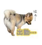 うちで飼ってる犬と鹿スタンプ（個別スタンプ：14）
