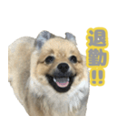 うちで飼ってる犬と鹿スタンプ（個別スタンプ：15）