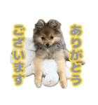 うちで飼ってる犬と鹿スタンプ（個別スタンプ：20）