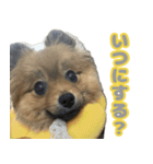 うちで飼ってる犬と鹿スタンプ（個別スタンプ：23）