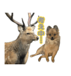 うちで飼ってる犬と鹿スタンプ（個別スタンプ：24）