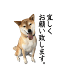 人間の様な柴（個別スタンプ：1）