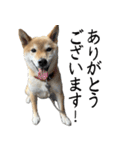 人間の様な柴（個別スタンプ：2）