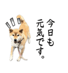人間の様な柴（個別スタンプ：3）