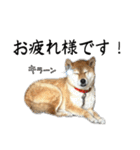 人間の様な柴（個別スタンプ：4）