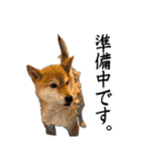 人間の様な柴（個別スタンプ：5）