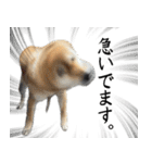 人間の様な柴（個別スタンプ：6）