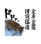 人間の様な柴（個別スタンプ：7）