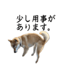 人間の様な柴（個別スタンプ：8）