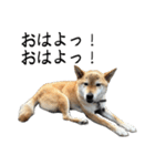 人間の様な柴（個別スタンプ：9）
