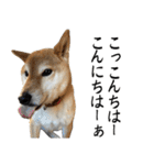 人間の様な柴（個別スタンプ：10）