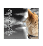 人間の様な柴（個別スタンプ：11）