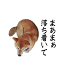 人間の様な柴（個別スタンプ：13）