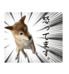 人間の様な柴（個別スタンプ：14）