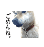 人間の様な柴（個別スタンプ：15）