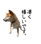 人間の様な柴（個別スタンプ：16）