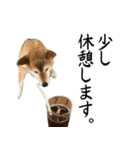 人間の様な柴（個別スタンプ：17）