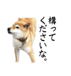 人間の様な柴（個別スタンプ：18）