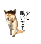 人間の様な柴（個別スタンプ：19）