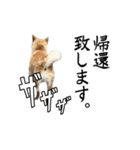 人間の様な柴（個別スタンプ：20）