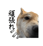 人間の様な柴（個別スタンプ：21）