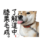 人間の様な柴（個別スタンプ：22）